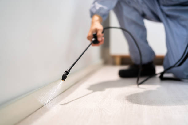 Licensed Ant Control service in St. Gabriel, LA - Show Me Pest Control